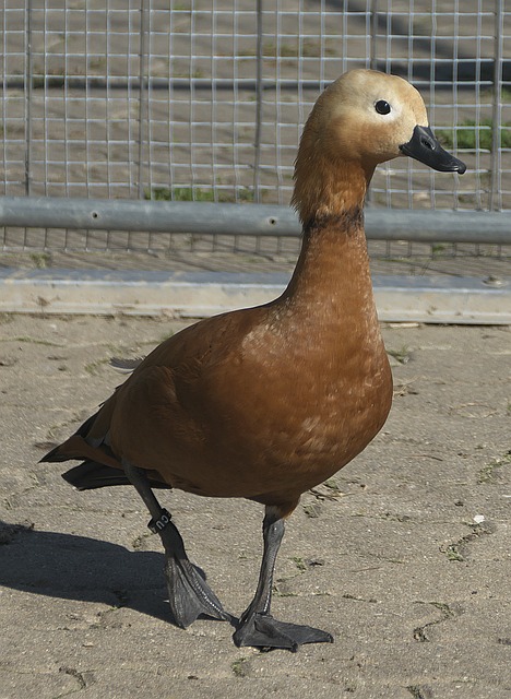 力量